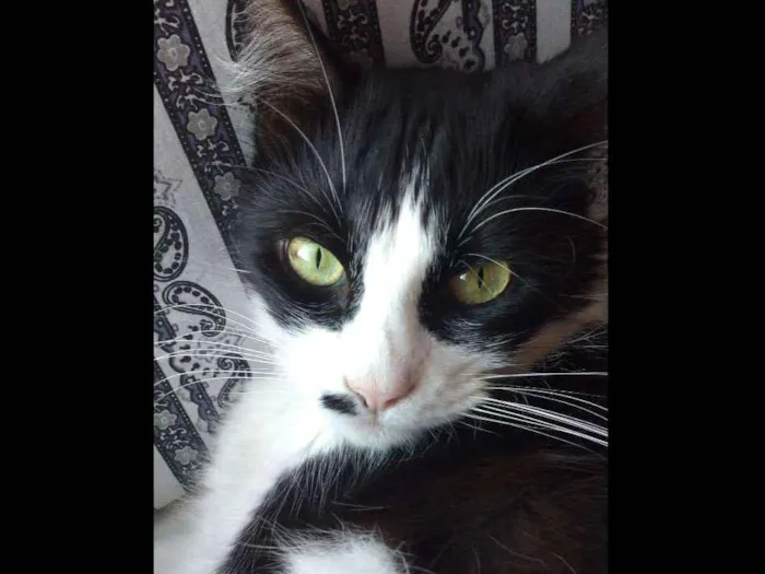 Gato ra a  idade 5 anos nome Mel 