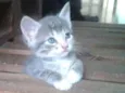 Gatinhos