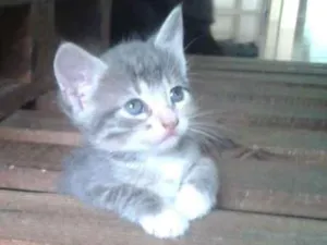 Gato raça  idade 2 a 6 meses nome Gatinhos