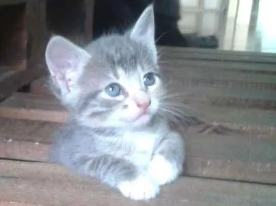Gato ra a  idade 2 a 6 meses nome Gatinhos