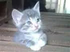 Gato raça  idade 2 a 6 meses nome Gatinhos