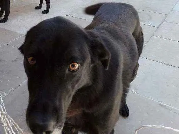 Cachorro ra a Labrador/Pastor idade 4 anos nome Robin e Muller