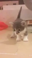 Lampião