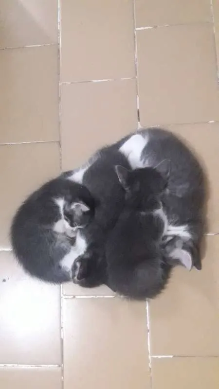 Gato ra a mestiço idade 2 a 6 meses nome Lampião