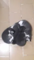 Lampião