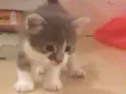 Lampião