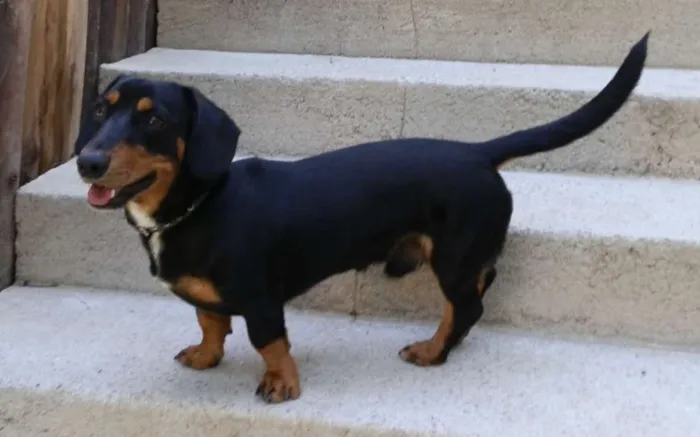 Cachorro ra a Dachshund  idade 5 anos nome Chycho (tÍtiô)