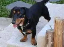 Cachorro ra a Dachshund  idade 5 anos nome Chycho (tÍtiô)