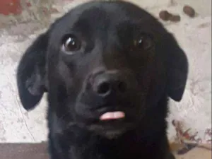 Cachorro raça Srd idade 7 a 11 meses nome MARY