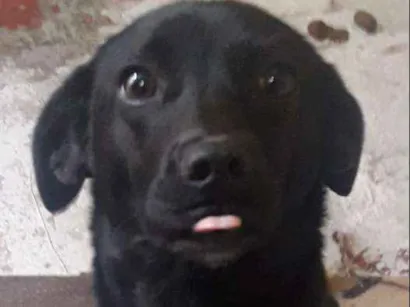 Cachorro raça Srd idade 7 a 11 meses nome MARY