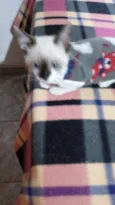 Bambino 
