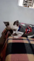 Bambino 