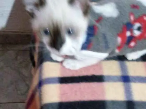 Gato ra a SDR idade 2 a 6 meses nome Bambino 