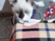 Bambino