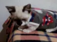 Bambino 