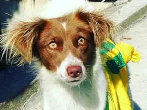 Cachorro raça Sem raça definida  idade 1 ano nome Leopoldina 