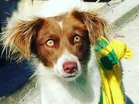 Cachorro ra a Sem raça definida  idade 1 ano nome Leopoldina 