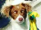 Cachorro raça Sem raça definida  idade 1 ano nome Leopoldina 