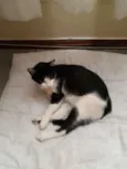Mocinha