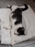 Mocinha