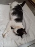 Mocinha
