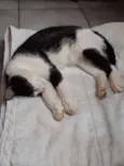 Mocinha