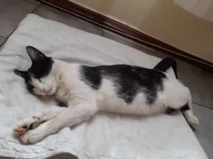 Gato raça Não tem  idade 2 anos nome Mocinha