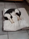 Mocinha