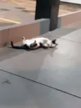 Mocinha