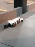 Mocinha