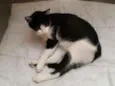 Mocinha