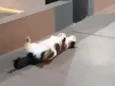 Mocinha
