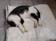 Mocinha