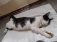 Mocinha