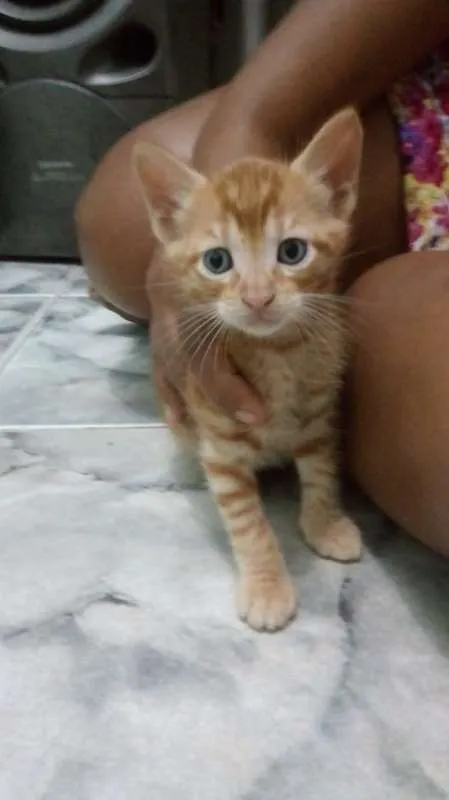 Gato raça sem raça idade Abaixo de 2 meses nome Amarelinho