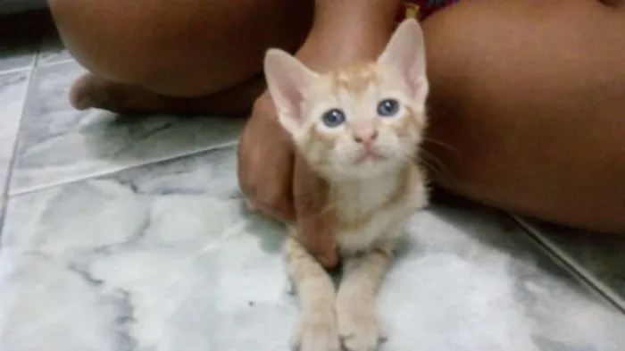Gato raça sem raça idade 7 a 11 meses nome João