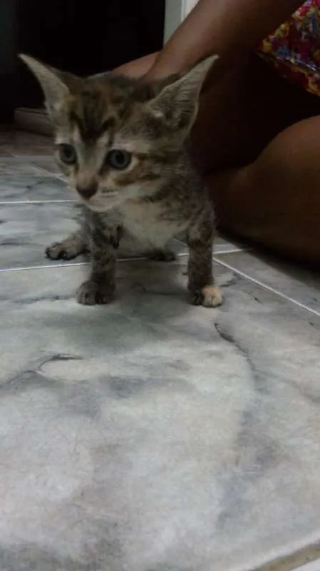 Gato raça sem raça idade 2 a 6 meses nome Mile