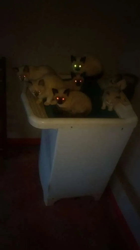 Gato raça Não sei idade Abaixo de 2 meses nome Não tem