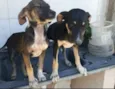 Lili e Lila