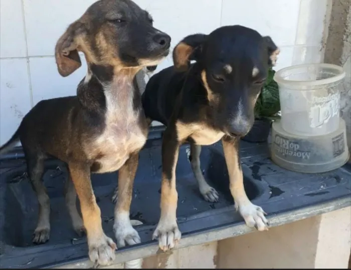 Cachorro raça  idade 7 a 11 meses nome Lili e Lila