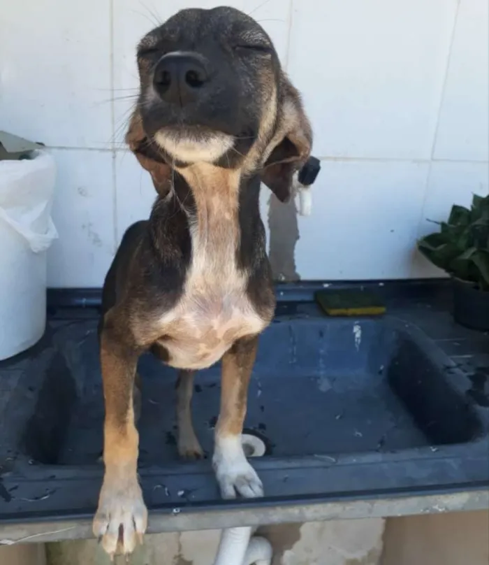Cachorro raça  idade 7 a 11 meses nome Lili e Lila