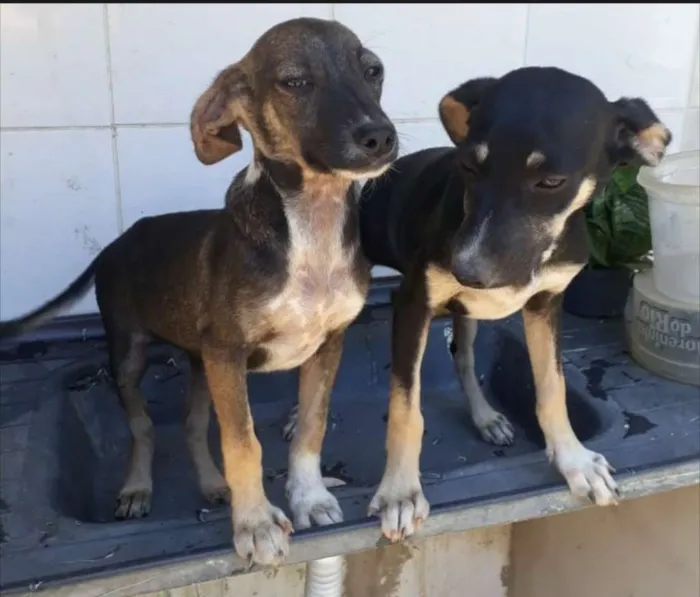 Cachorro raça  idade 7 a 11 meses nome Lili e Lila