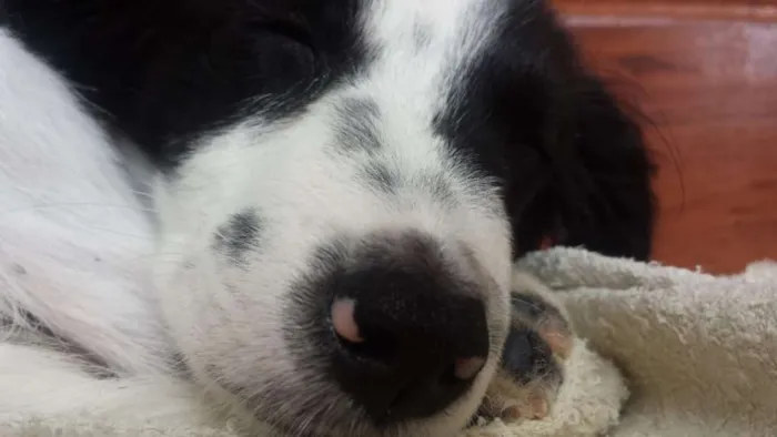 Cachorro raça Mestico idade 2 a 6 meses nome Ainda não foi posto