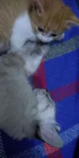 Anjinhos para adoção