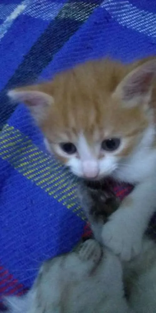 Gato ra a SRD idade Abaixo de 2 meses nome Anjinhos para adoção