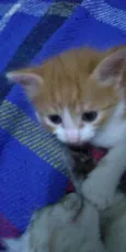 Anjinhos para adoção