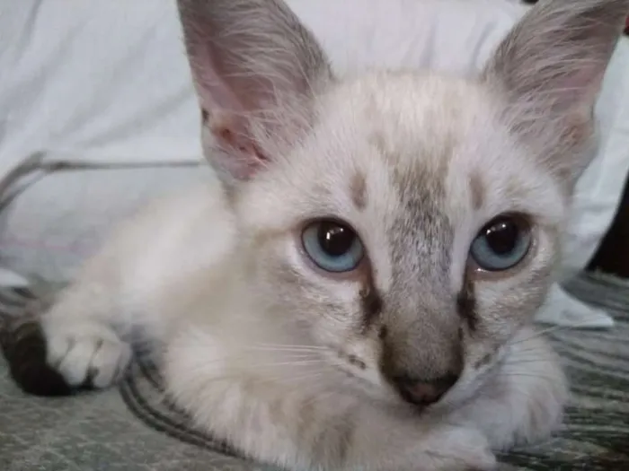 Gato ra a SRD idade Abaixo de 2 meses nome Anjinhos para adoção
