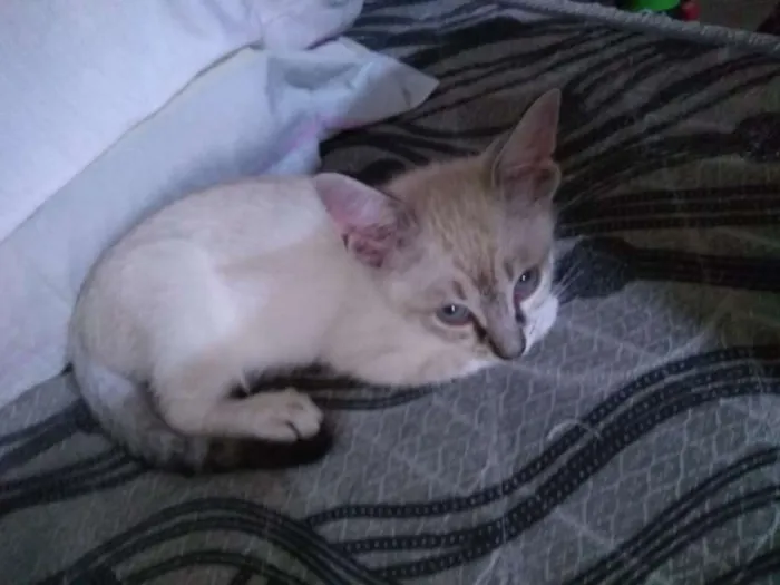 Gato ra a SRD idade Abaixo de 2 meses nome Anjinhos para adoção