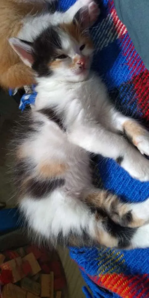 Gato ra a SRD idade Abaixo de 2 meses nome Anjinhos para adoção