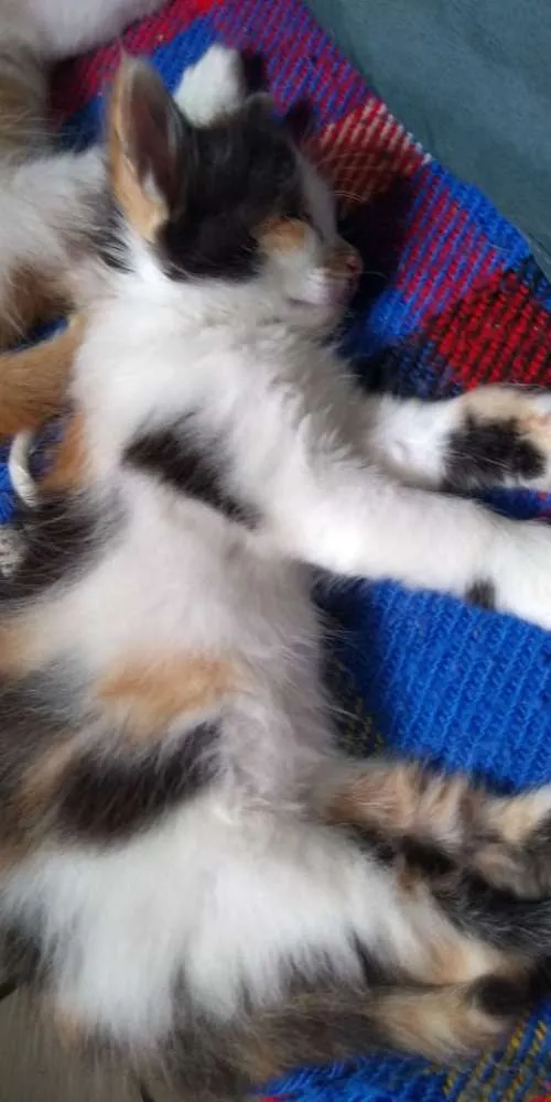 Gato ra a SRD idade Abaixo de 2 meses nome Anjinhos para adoção